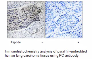 PC Antibody - image 2