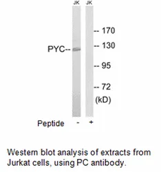 PC Antibody - image 1
