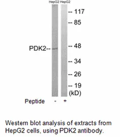 PDK2 Antibody - image 1