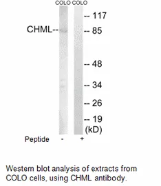 CHML Antibody - image 1