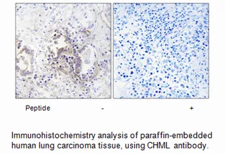 CHML Antibody - image 2