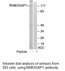 RAB3GAP1 Antibody - image 2