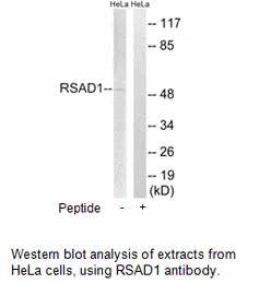 RSAD1 Antibody - image 2