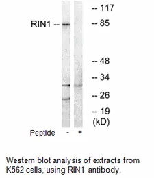 RIN1 Antibody - image 1