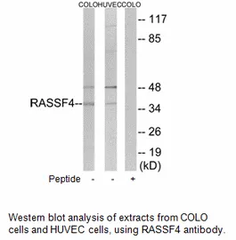 RASSF4 Antibody - image 1