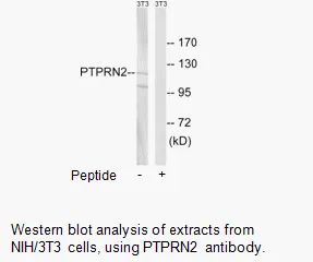 PTPRN2 Antibody - image 1