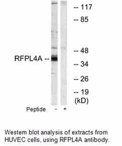 RFPL4A Antibody - image 1