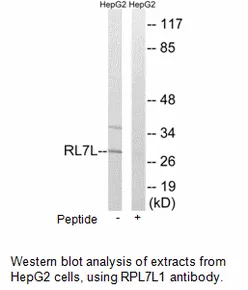 RPL7L1 Antibody - image 1
