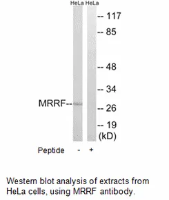 MRRF Antibody - image 1