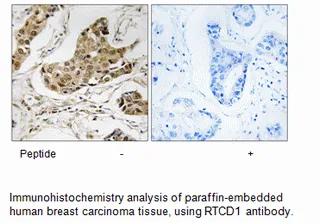 RTCD1 Antibody - image 1