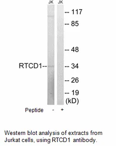 RTCD1 Antibody - image 2