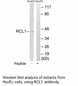 RCL1 Antibody - image 1