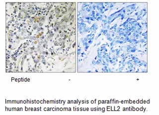 ELL2 Antibody - image 1