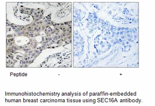 SEC16A Antibody - image 1