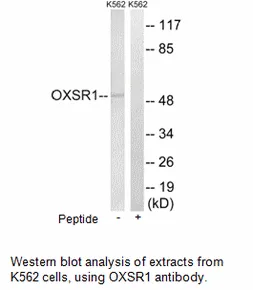OXSR1 Antibody - image 1