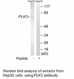 PLK3 Antibody - image 1