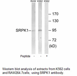 SRPK1 Antibody - image 1
