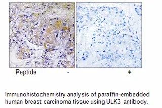 ULK3 Antibody - image 1