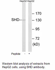 SHD Antibody - image 1