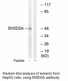 SH2D2A Antibody - image 1