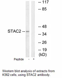 STAC2 Antibody - image 1