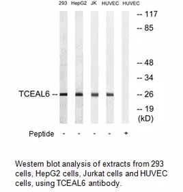 TCEAL6 Antibody - image 1