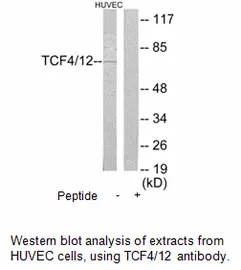 TCF4/12 Antibody - image 1