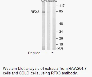 RFX3 Antibody - image 2