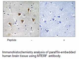 MTERF Antibody - image 1