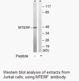 MTERF Antibody - image 2