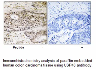 USP48 Antibody - image 1