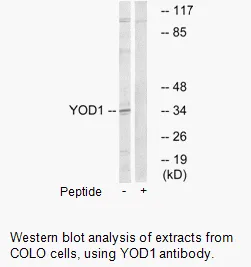YOD1 Antibody - image 1