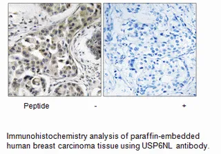 USP6NL Antibody - image 1
