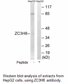 ZC3H8 Antibody - image 2
