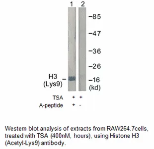 Histone H3 (Acetyl-Lys9) Antibody - image 3