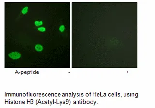 Histone H3 (Acetyl-Lys9) Antibody - image 1