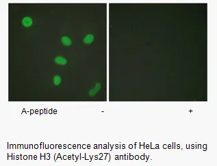 Histone H3 (Acetyl-Lys27) Antibody - image 1