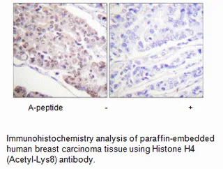 Histone H4 (Acetyl-Lys8) Antibody - image 2