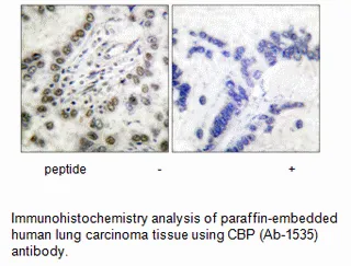 CBP (Ab-1535) Antibody - image 2