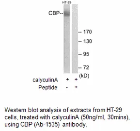 CBP (Ab-1535) Antibody - image 3