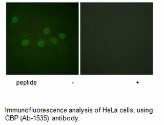 CBP (Ab-1535) Antibody - image 1