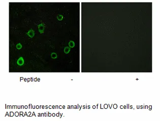 ADORA2A Antibody - image 3