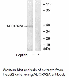 ADORA2A Antibody - image 5