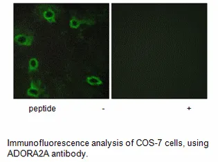 ADORA2A Antibody - image 1
