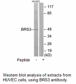 BRS3 Antibody - image 3