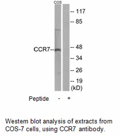 CCR7 Antibody - image 2