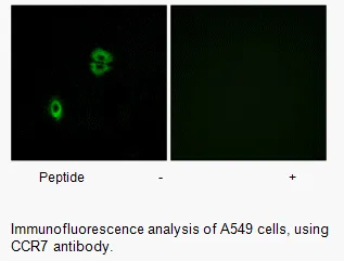 CCR7 Antibody - image 1