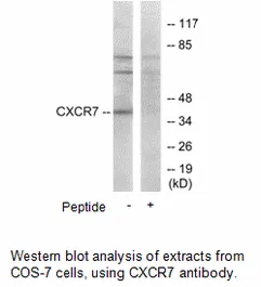 CXCR7 Antibody - image 2