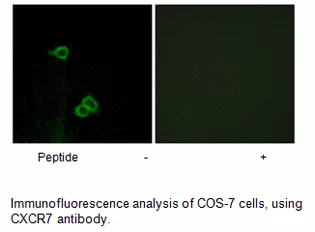 CXCR7 Antibody - image 1