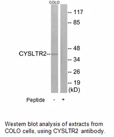 CYSLTR2 Antibody - image 1